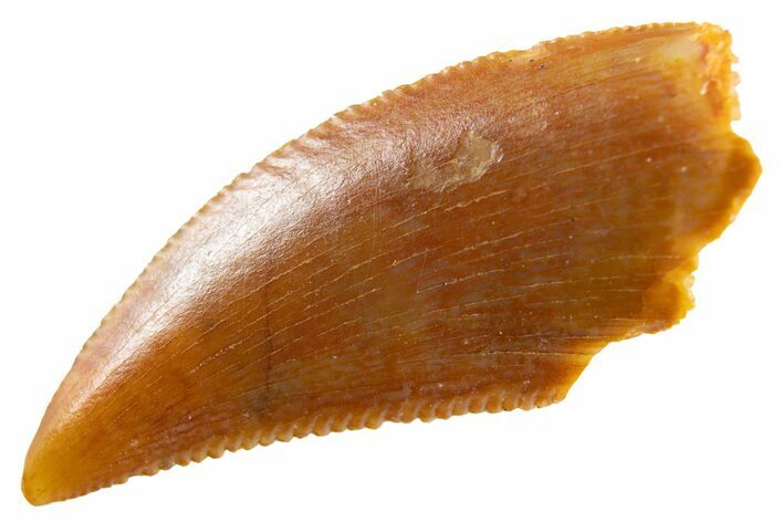 Serrated Raptor Tooth - Real Dinosaur Tooth #346996